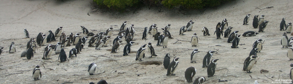 Zone Pingouin